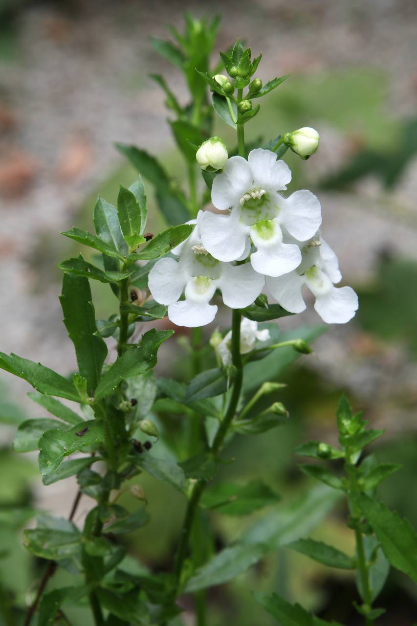 Photo of White Angelonia